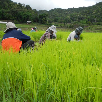 Karen village home stay