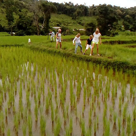 Hiking over rice paddies