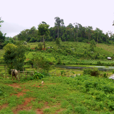 Jungle waterfall