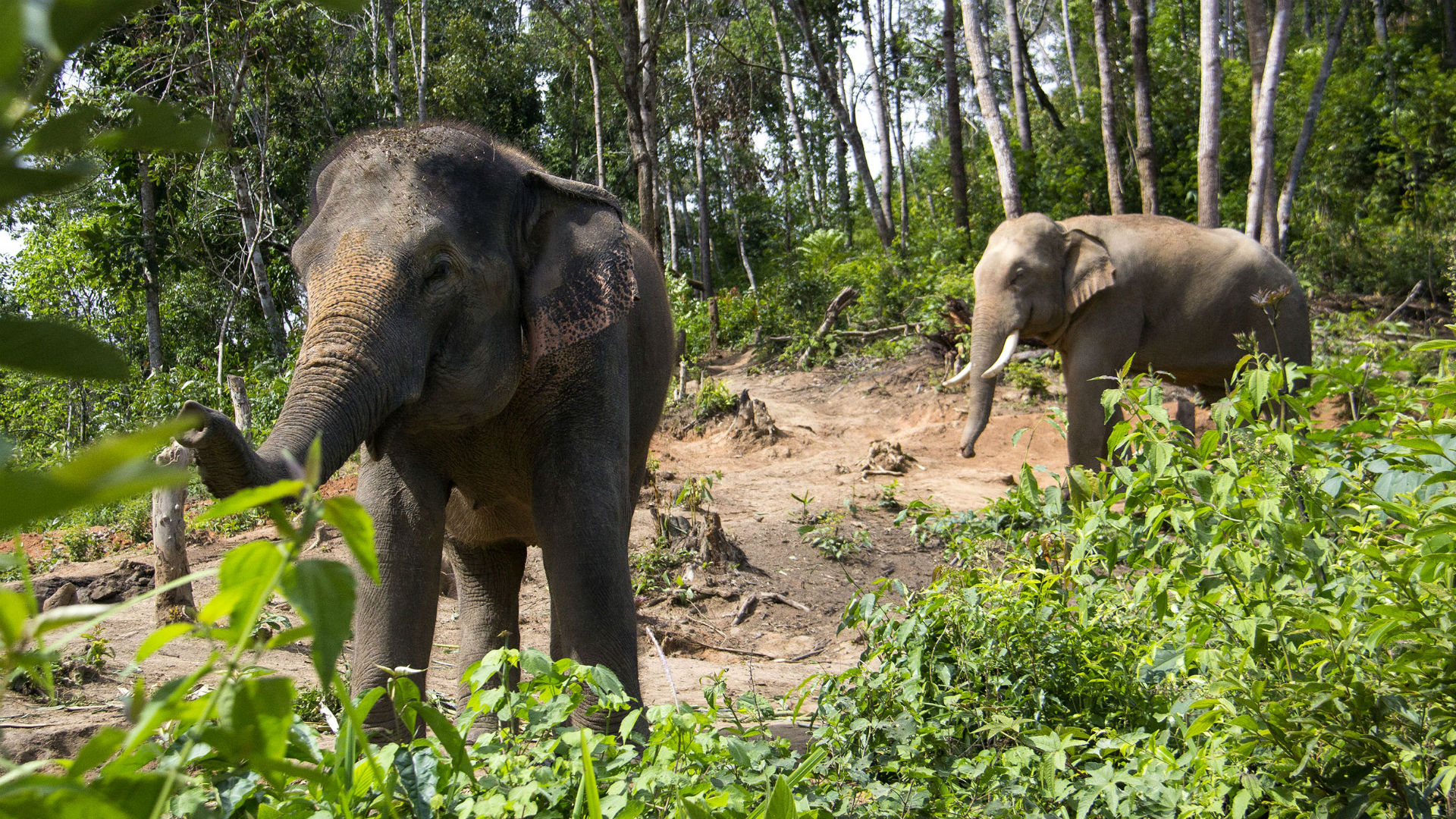 Elephants in the forest