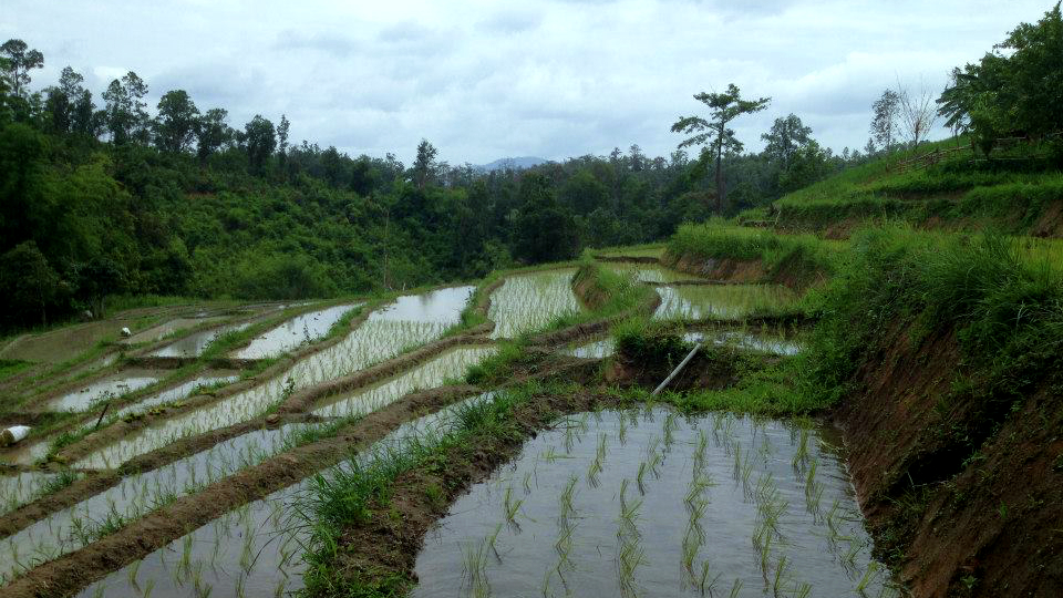 Rice paddies are alive with villagers transplanting the rice seedlings Next Step Thailand Tours