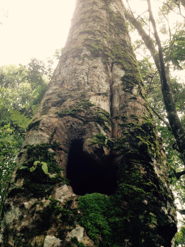 Giant tree in Chae Son National Park