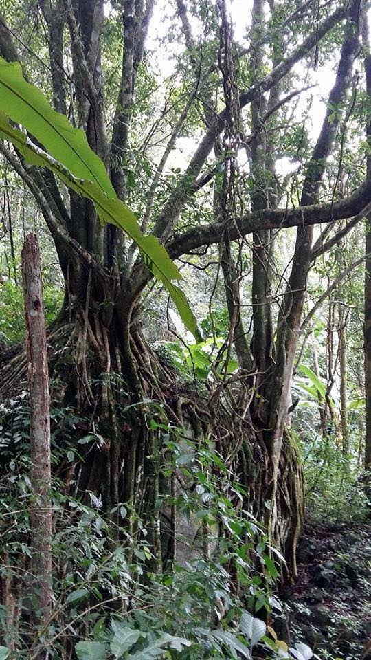 Trees in Chae Son National Park