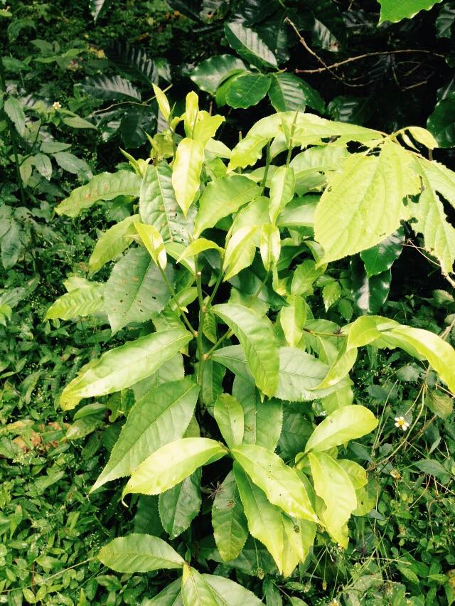 Assam tea bush