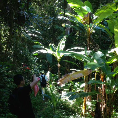 Trek through banana plantation
