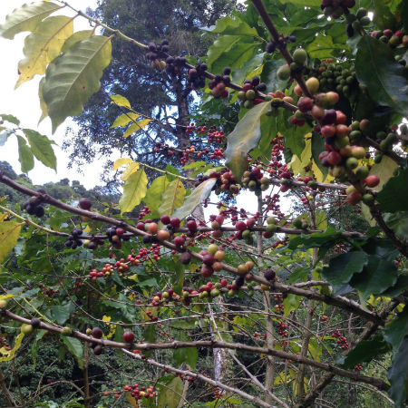 Coffee plantation