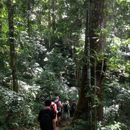 Trekking in the jungle