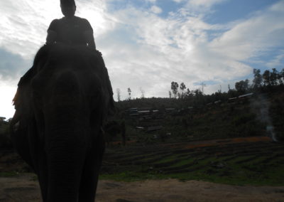 Elephant in front of Spicy Villa