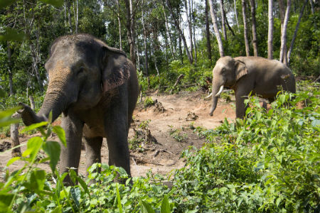 Elephants grazing