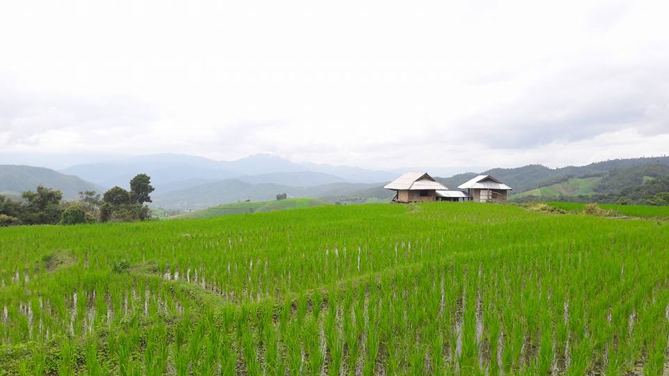 Green rice paddies