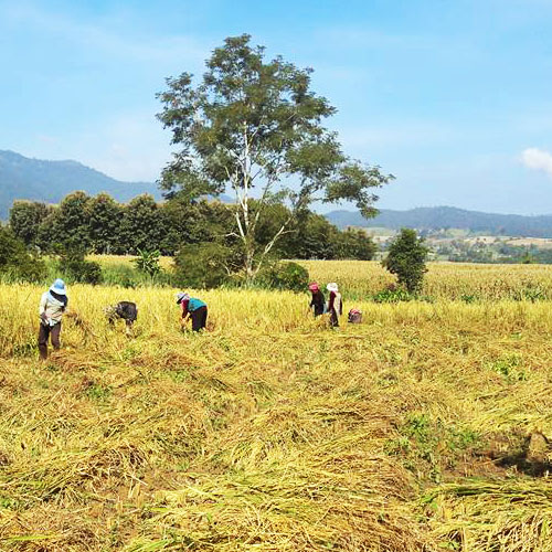 Rice Farming in Chiang Mai