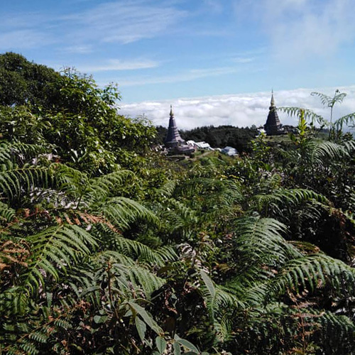 King and Queen Pagodas Doi Inthanon