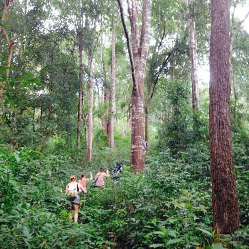 Trekking in forest Doi Inthanon
