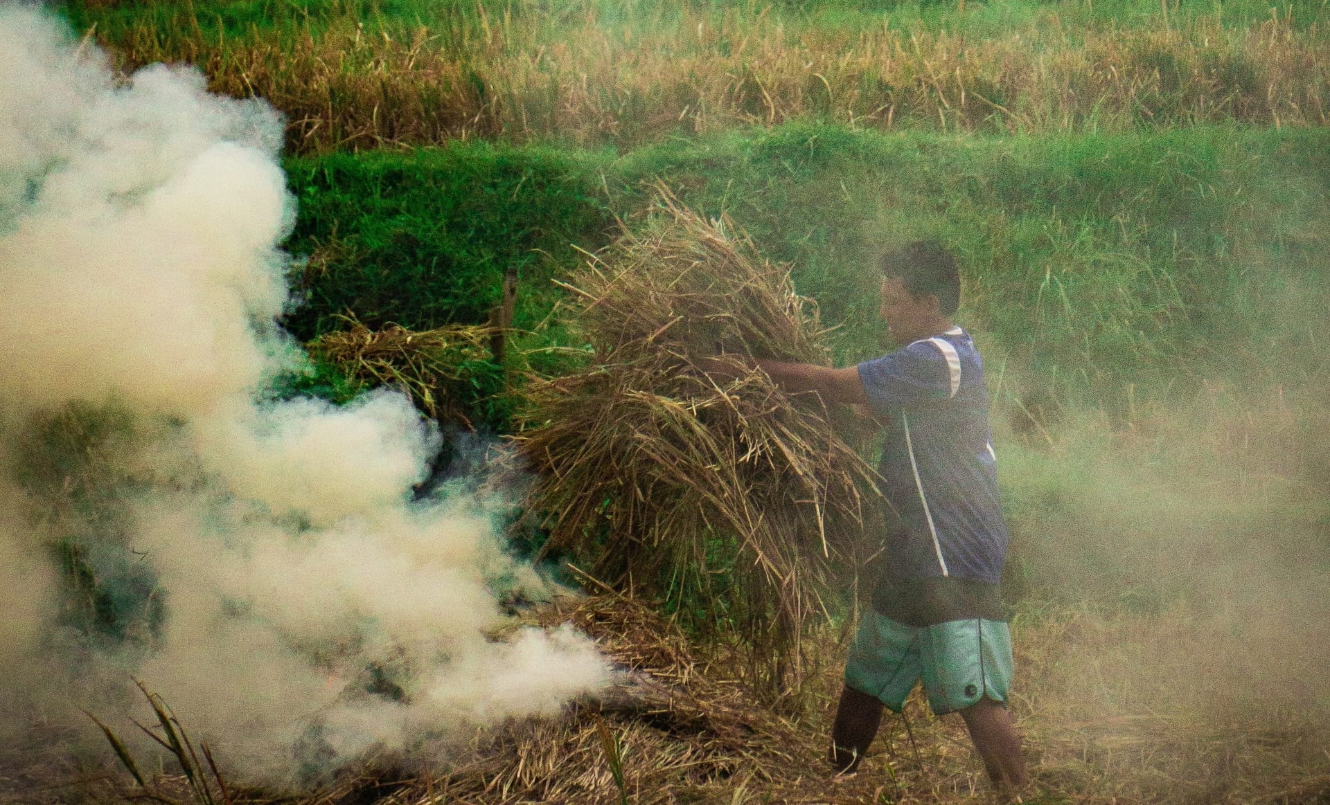 Slash and Burn Agriculture