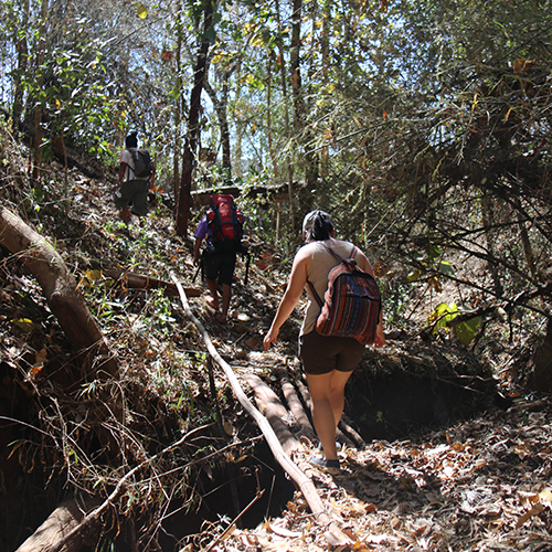 People trekking in Chiang Dao forest